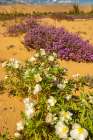 USA, California, Imperial Sand Dunes Recreation Area. Evening primrose and verbena flowers. Art Print